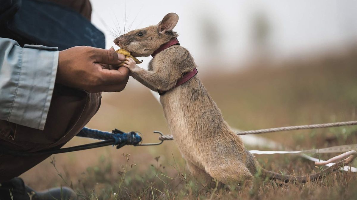 Uhynula nejstatečnější z krys. Její nos zachránil mnoho životů